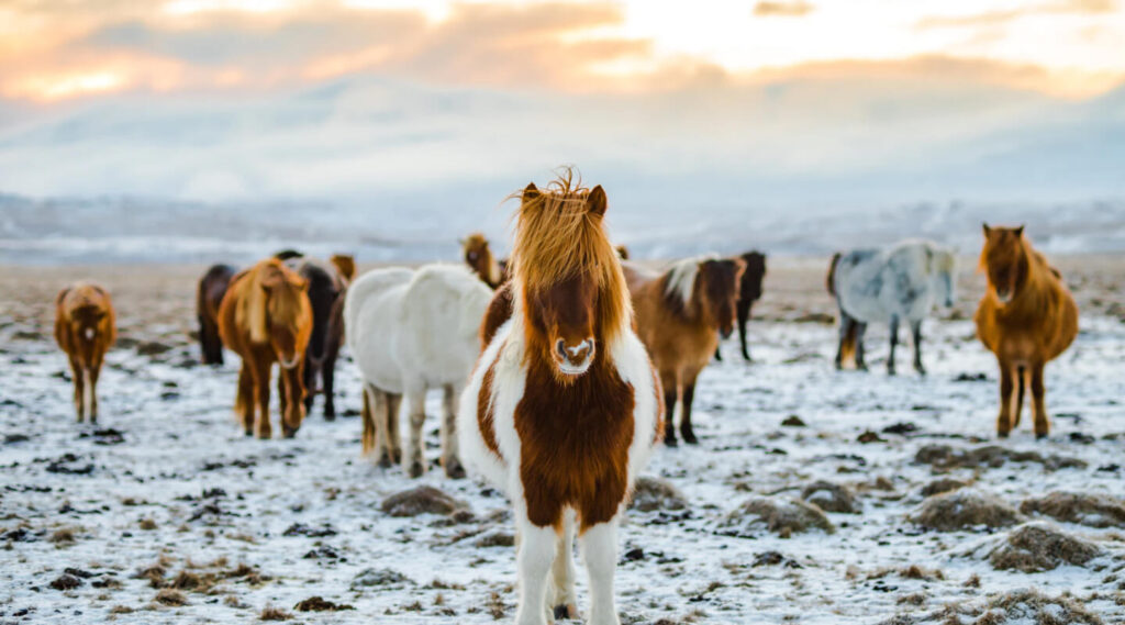 Tour 3 Iceland 6