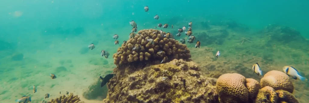 Scuba Diving from EL Gouna